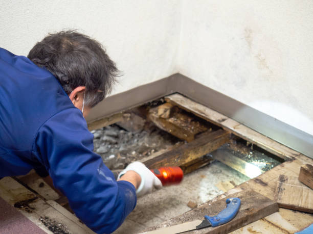 Best Mold Damage Repair  in Rio Vista, TX