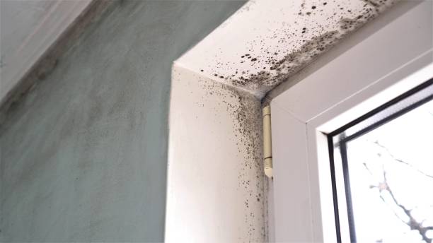 Best Affordable Mold Removal  in Rio Vista, TX