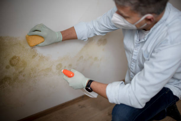 Best Toxic Mold Removal  in Rio Vista, TX