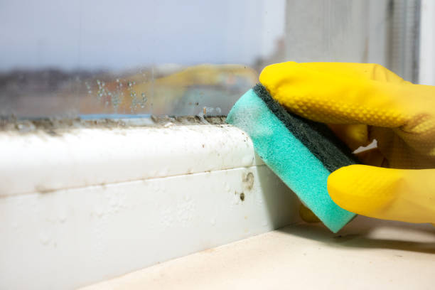 Best Attic Mold Removal  in Rio Vista, TX