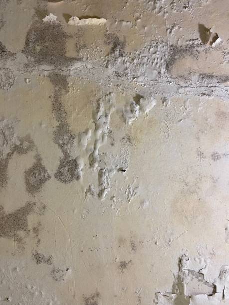Professional Mold Removal in Rio Vista, TX