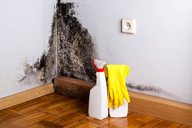 Best Crawl Space Mold Removal  in Rio Vista, TX