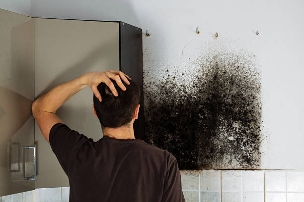 Best Local Mold Removal Service  in Rio Vista, TX