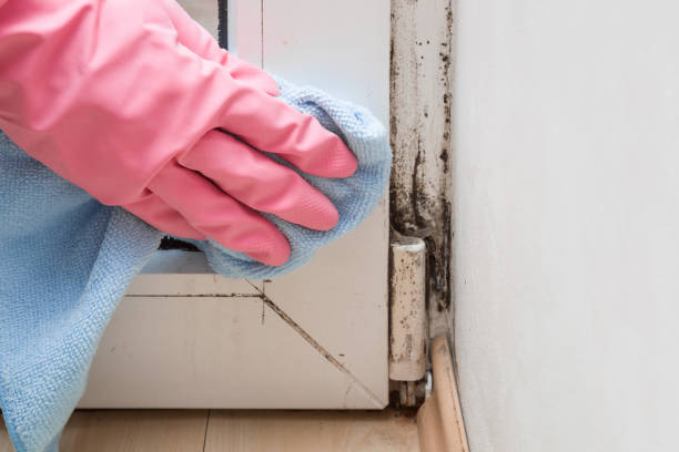 Best Commercial Mold Removal  in Rio Vista, TX