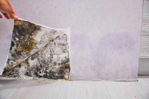 Mold Removal and Inspection in Rio Vista, TX